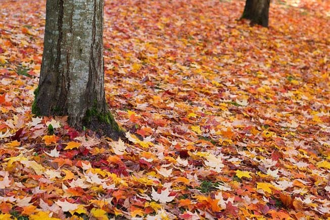 Rebajas de otoño